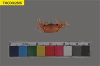 藏品(乳白南方招潮蟹)的圖片